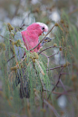 dranilj1:

The Galah is a pink and grey colored cockatoo found in most areas of Australia.
