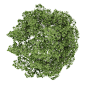 common-maple-1-acer-campestre-3d-model-c4d.jpg (1200×1200)