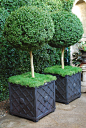 branch lattice boxes with boxwood standards: 