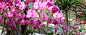 Orchid Garden : Brighten up your journey with a colourful collection of rare orchids. 