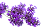 png紫色薰衣草透明免抠素材
植物鲜花 透明背景免抠素材
@冒险家的旅程か★