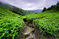 Tea Valley by Azzudin Abdul Aziz on 500px