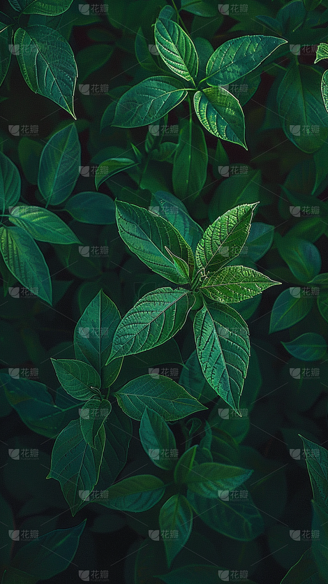 植物通用实景平铺树叶背景场景图片素材