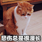 #著名网黄猫日# 黄猪猪表情包钱包空空的 ​​​​