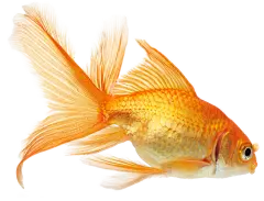 金鱼