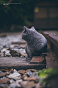 猫  二胖 吃货的猪仔  绝世杰摄影