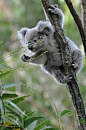 Koalas-will-forever-remind-us-of-our-Libby-kitty.jpg (425×640)