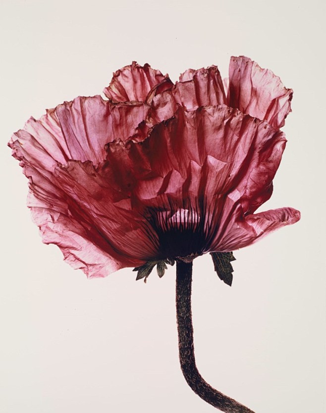 欧文·潘（Irving Penn，191...