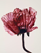欧文·潘（Irving Penn，1917-2009年），薰衣草荣耀罂粟，纽约，1968年。蒙太奇66 x 55.5厘米（26 x 21英寸）。 估价50,000-70,000欧元。 于2019年11月5日在佳士得巴黎摄影作品中提供