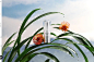 010aodsspxdbfbkuucs6ik3936.webp