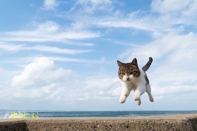 飞起来的小猫咪们！太可爱了！

一切都会...