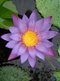 waterlily