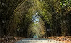 隧道竹林路:泰国碧差汶Khao kho