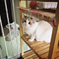 养布偶猫是一种什么样的体验？ - 知乎