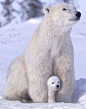 小北极熊很可爱