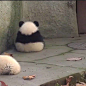(＾་།＾)每次都会被熊猫的小背影萌到一口老血 ​​​​