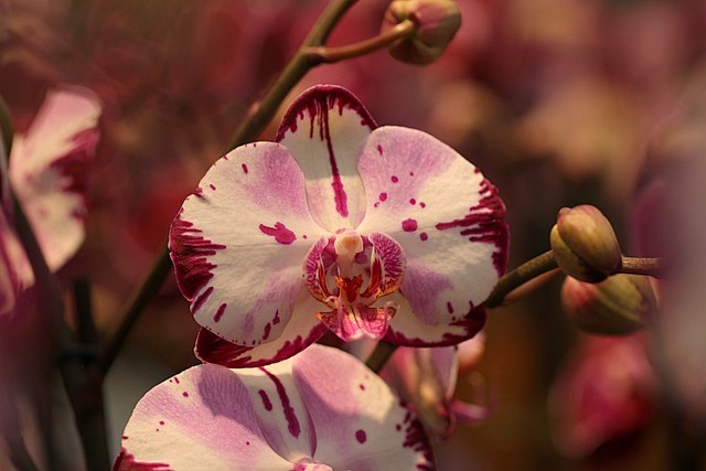 花朵 兰花 盛开 - Pixabay上的...