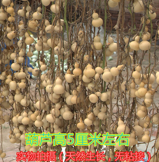 美国手捻小葫芦 连蔓成串葫芦连藤葫芦连枝...