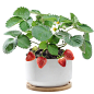 草莓苗桌面盆栽庭院阳台露天楼顶种植食用奶油草莓果苗带盆带果-淘宝网
