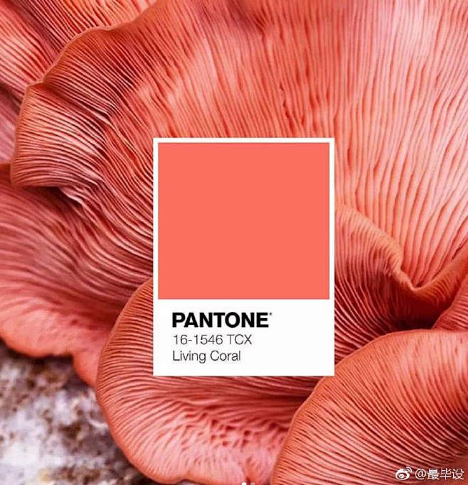 pantone 2019:  珊瑚橘色
...