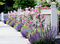 Garden Spaces traditional-landscape