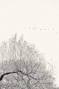 冬雪 Sasa Gyoker ​​​