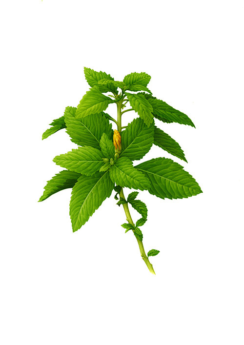 Behance植物插图