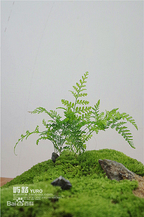 苔藓微景观常用造景植物狼尾蕨