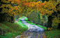 General 1920x1200 landscape nature path fall forest grass leaves trees tunnel