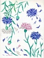 【植物的印象笔记】矢车菊（cornflower）。因为常常和谷物一起生长在田地里，遂有此名。。。它的蓝色象征勇敢、忠贞、纯正血统，是德国普鲁士王朝的象征，如今德国国花仍然是矢车菊。