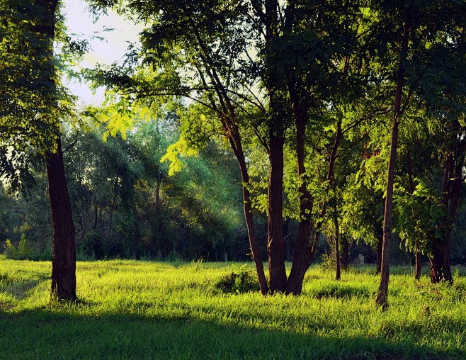 自然风光森林树林背景