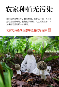 孙小肠儿采集到蘑菇