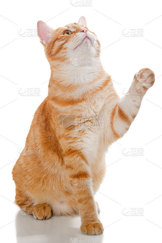 美丽的橙色的猫