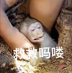 恰好我芳华正好采集到表情包