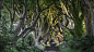 General 1920x1080 trees road white flowers