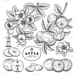 crazydesign采集到插画