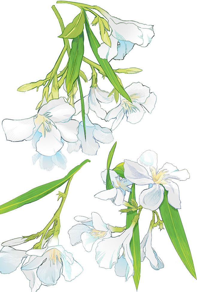夹竹桃花 - 优动漫 动漫创作支援平台