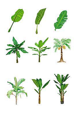 植物香蕉树矢量图