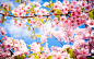 Blossom Sakura branches flowers spring wallpaper (#2718199) / Wallbase.cc