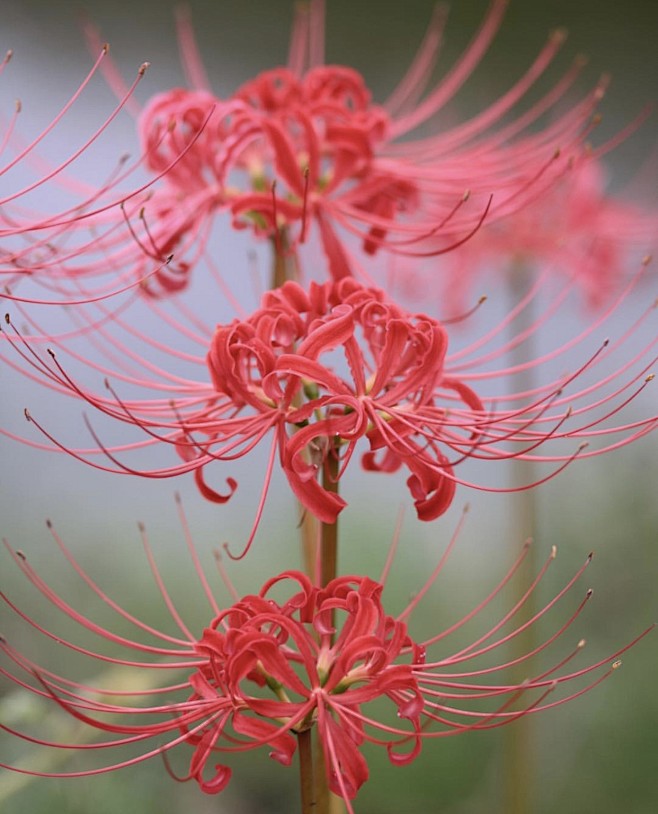 彼岸花