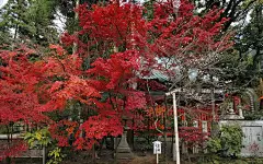 日本庭院观秋火红枫叶摄影电脑壁纸图片大全（一）