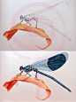 OY彩色圆珠笔画：蜻蜓