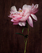 【美国缅因州艺术家和摄影师Kari Herer 摄影作品欣赏】—— “Dark Botanical”
一组关于牡丹花的作品，Kari Herer柔软又异想天开的艺术风格把牡丹花的美描绘了出来，色彩细腻而淡雅。 