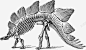 恐龙骨架高清素材 免抠 设计图片 免费下载 页面网页 平面电商 创意素材 png素材