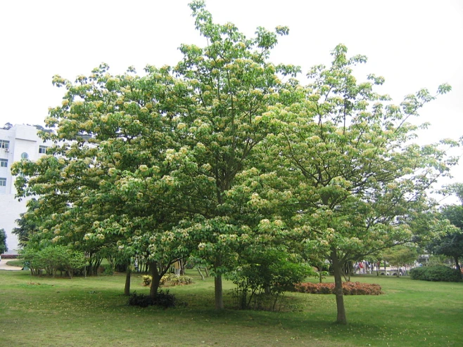 鱼木7-花瓣网