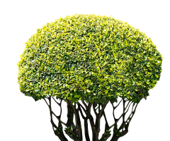 白敬亭老婆-采集到植物素材