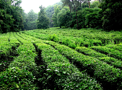 废仔是怎样练成的采集到茶文化