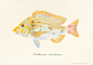 鱼。|  附日画家Yusei Nagashima