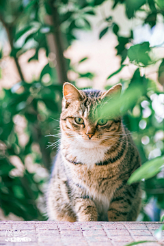 喵物采集到喵呜不停的猫片