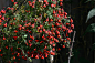 三色旱金莲（ tropaeolum tricolorum）